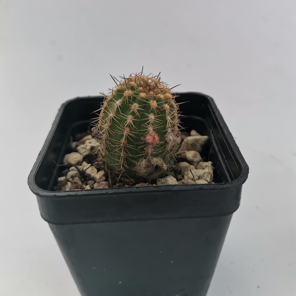 Chamaelobivia hybrid cv Boom