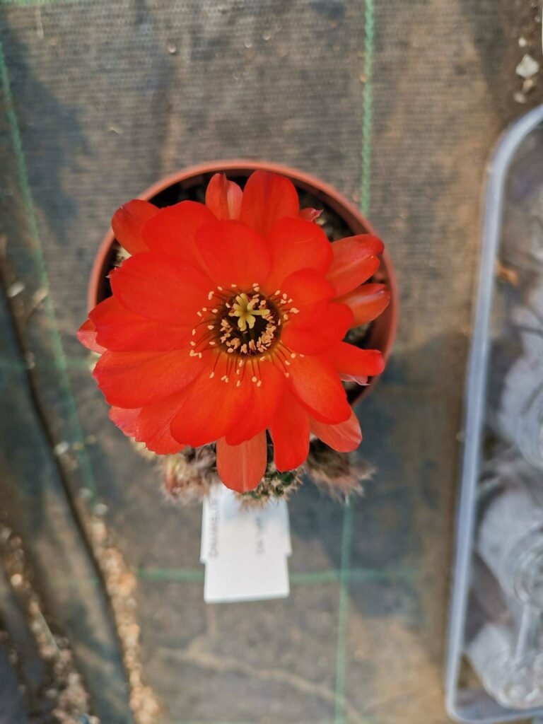 Chamaelobivia Hybrid fiore Rosso