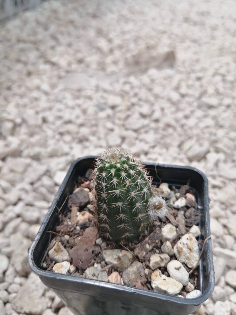 Chamaelobivia Polinae