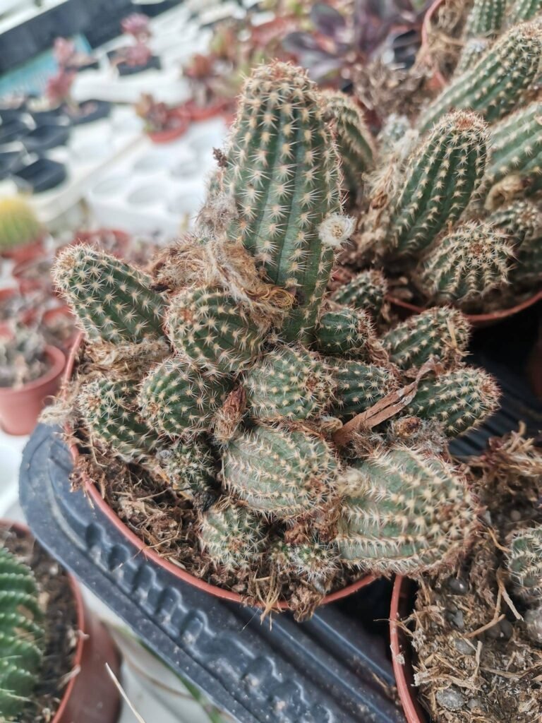 Chamaelobivia Hybrid