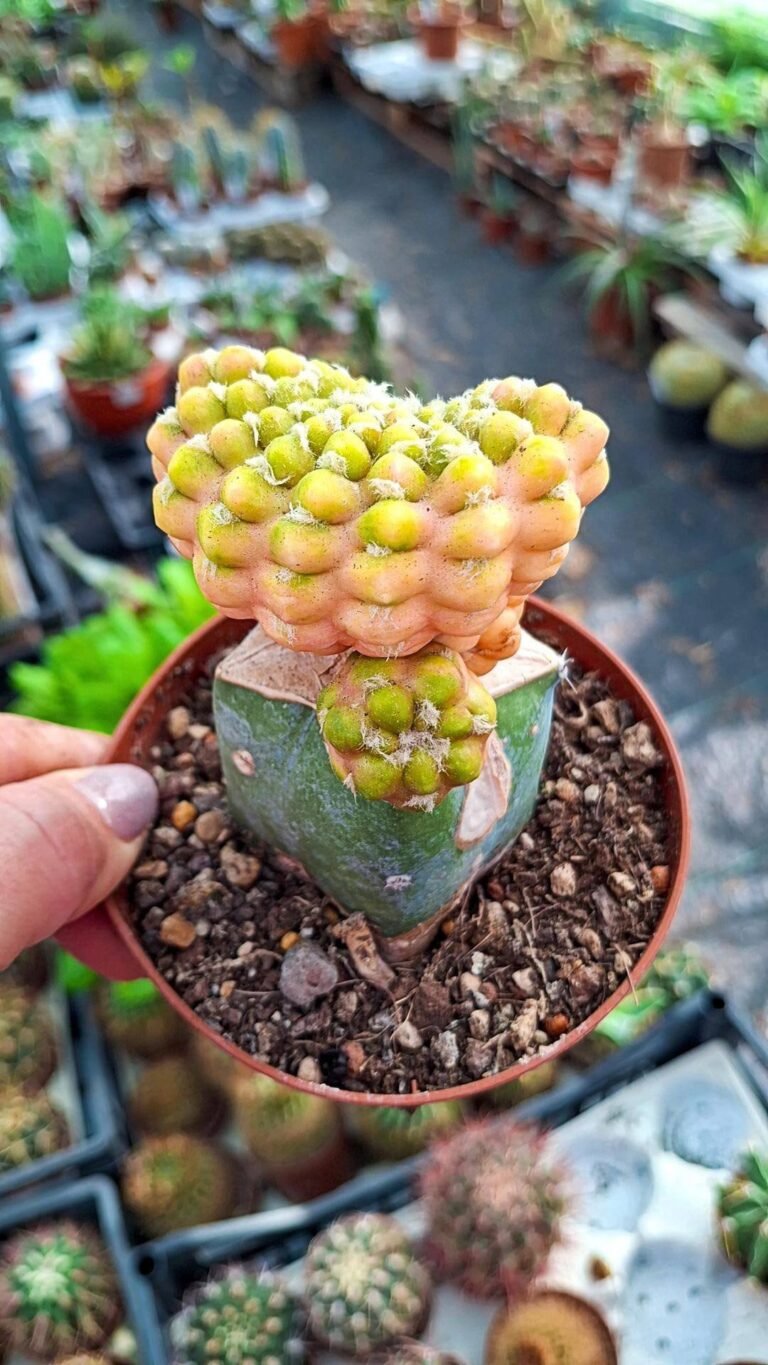 Cintia Knizei Variegata innestata