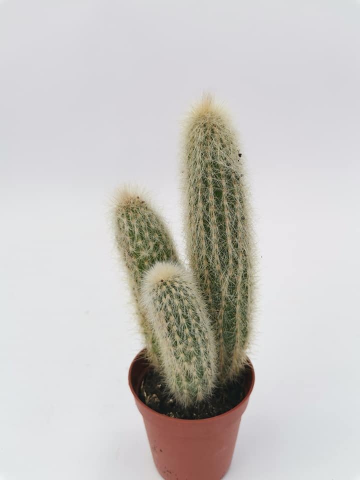 Cleistocactus Strausii Accestiti