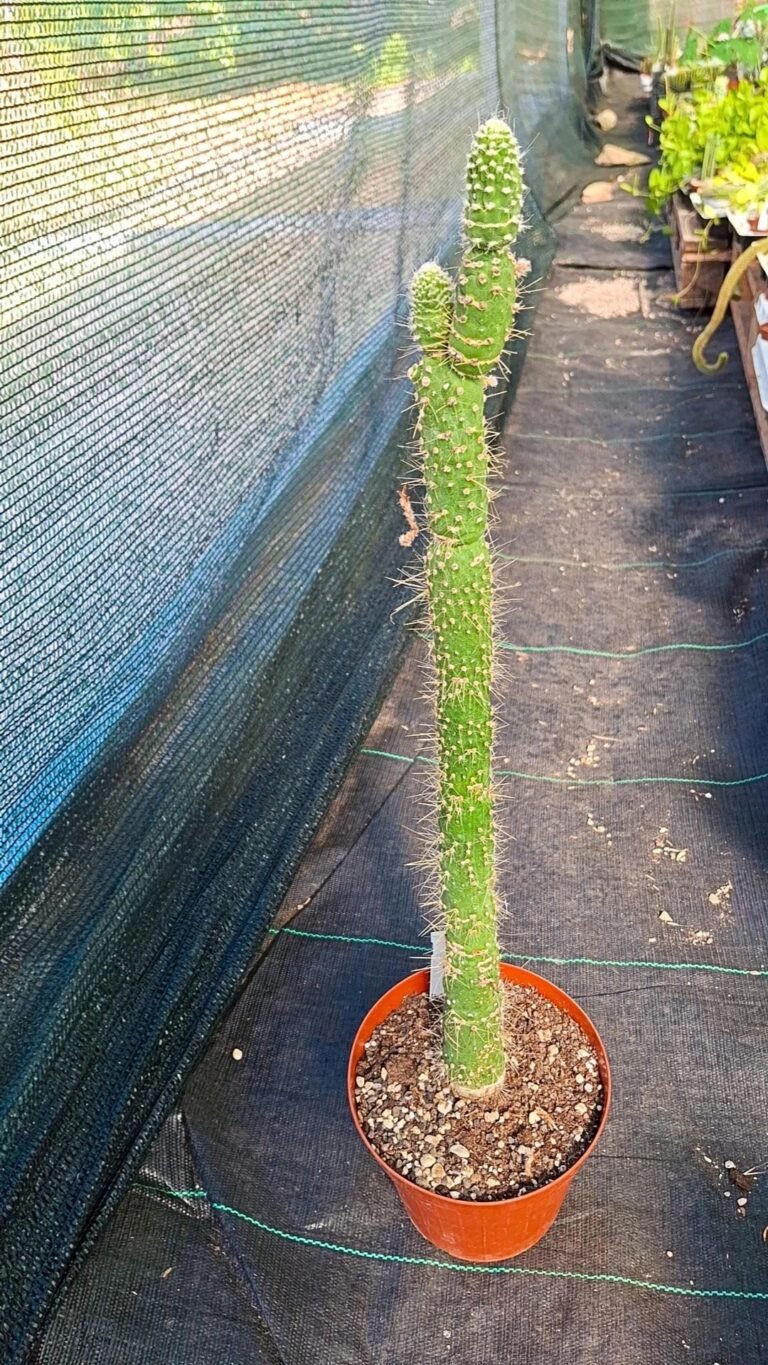 Cleistocactus Jujuyensis Mostruosa