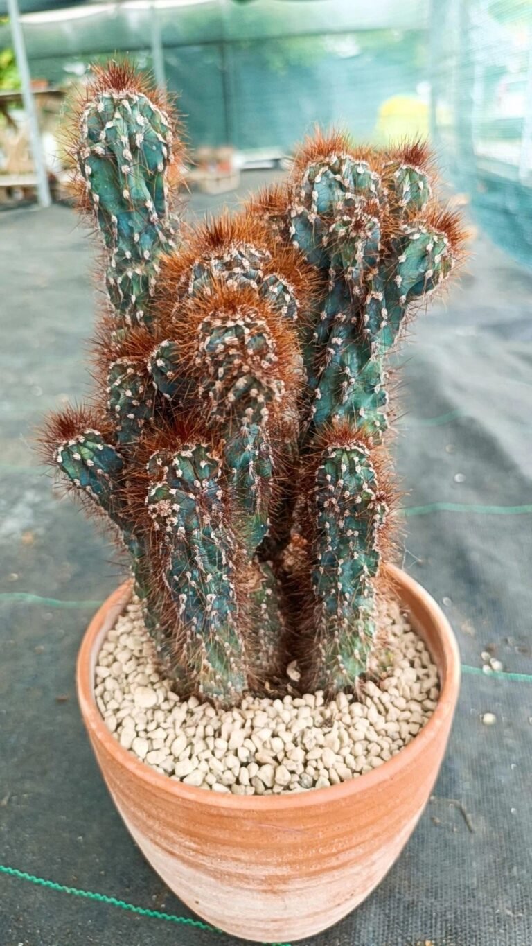 Cereus peruvianus mostruoso crestato red spines
