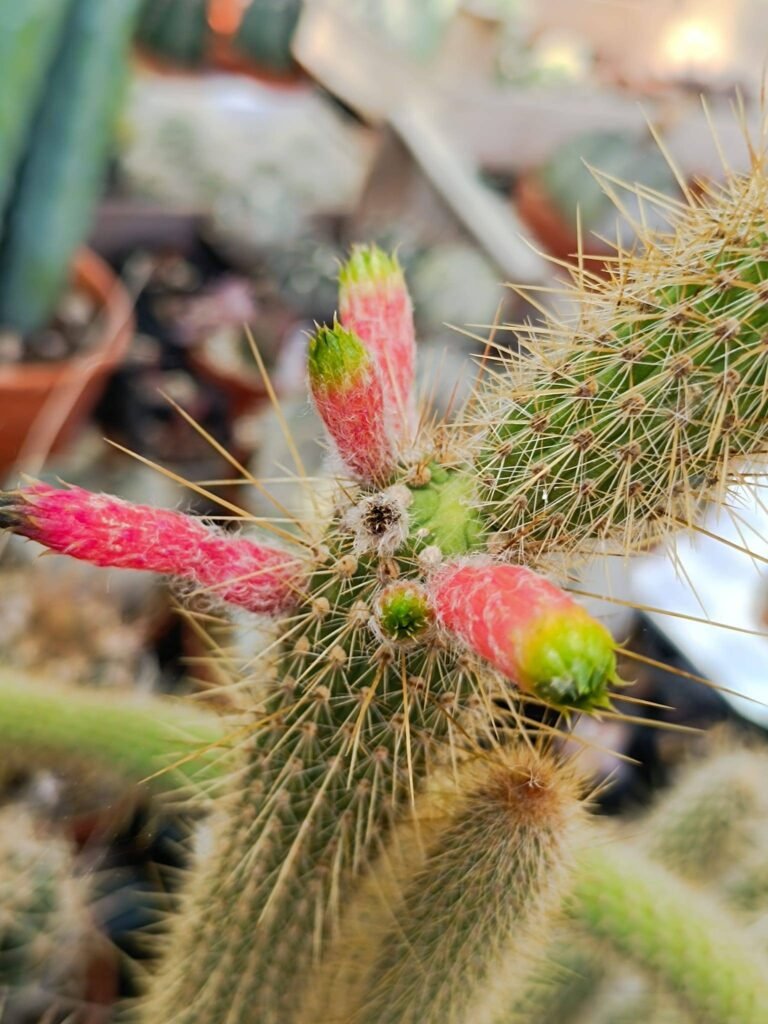 Cleistocactus Smaragdiflorus Accestiti