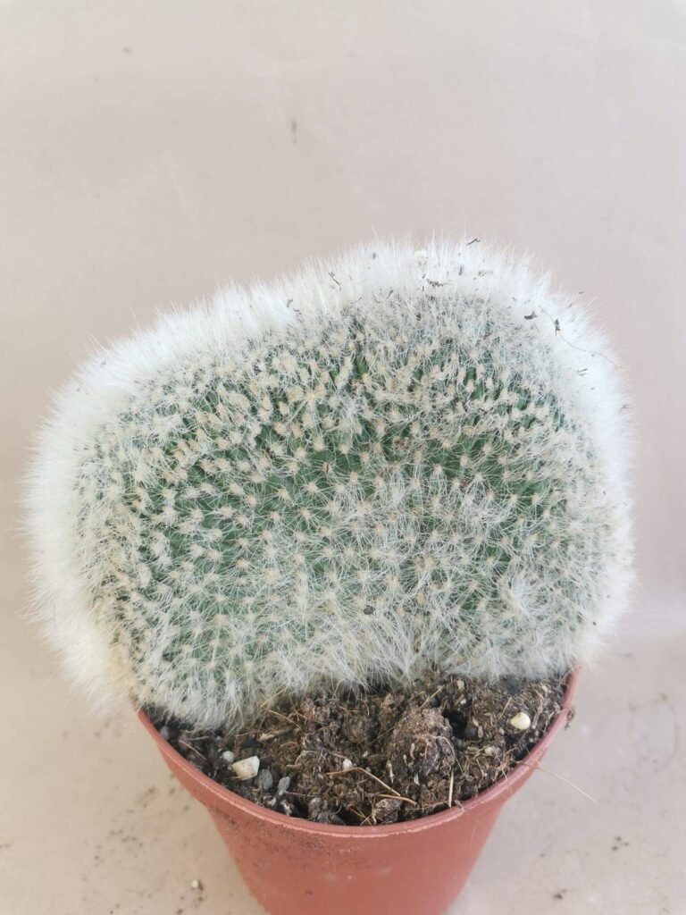Cleistocactus Strausii Crestata