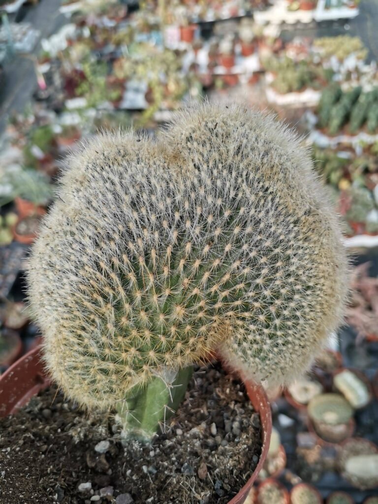 Cleistocactus Strausii Crestata Innestata