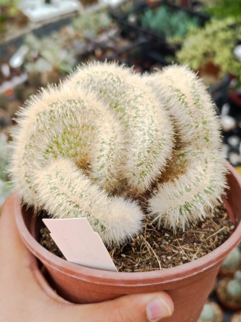 Cleistocactus Strausii Crestata