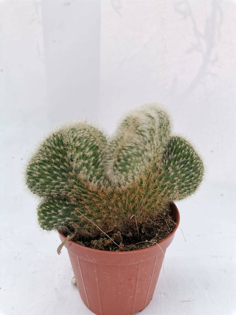 Cleistocactus Winterii Crestata