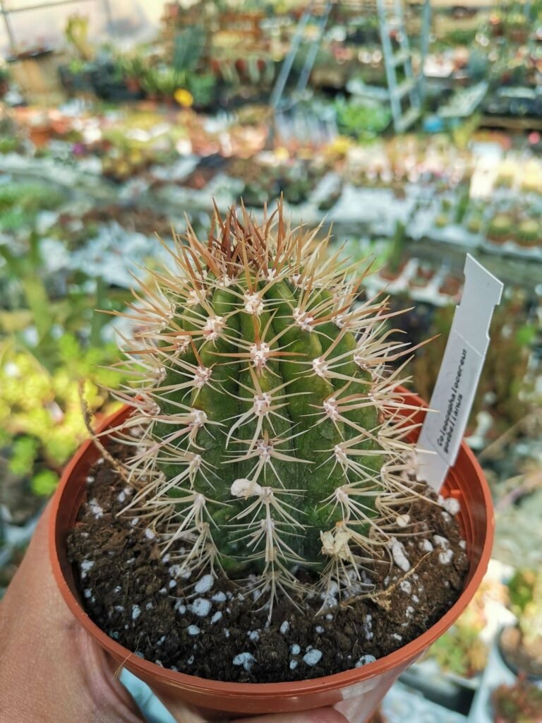 Coleocephalocereus Goebelianus