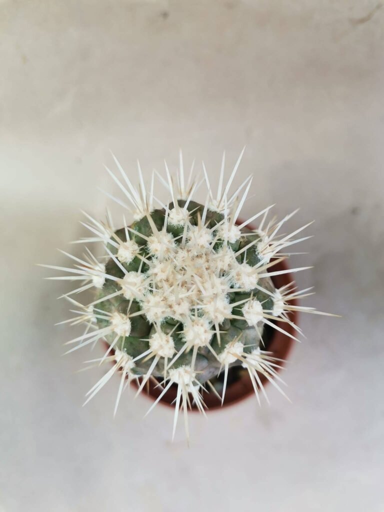 Copiapoa Cinerea Albispina Innestata