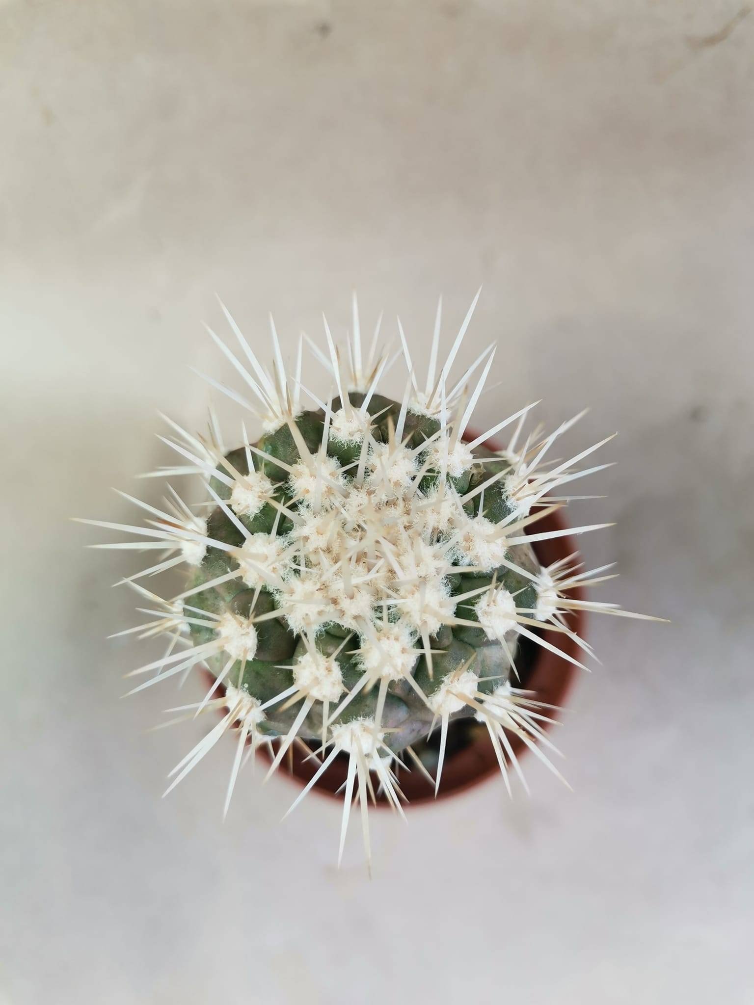 Copiapoa Cinerea Albispina Innestata