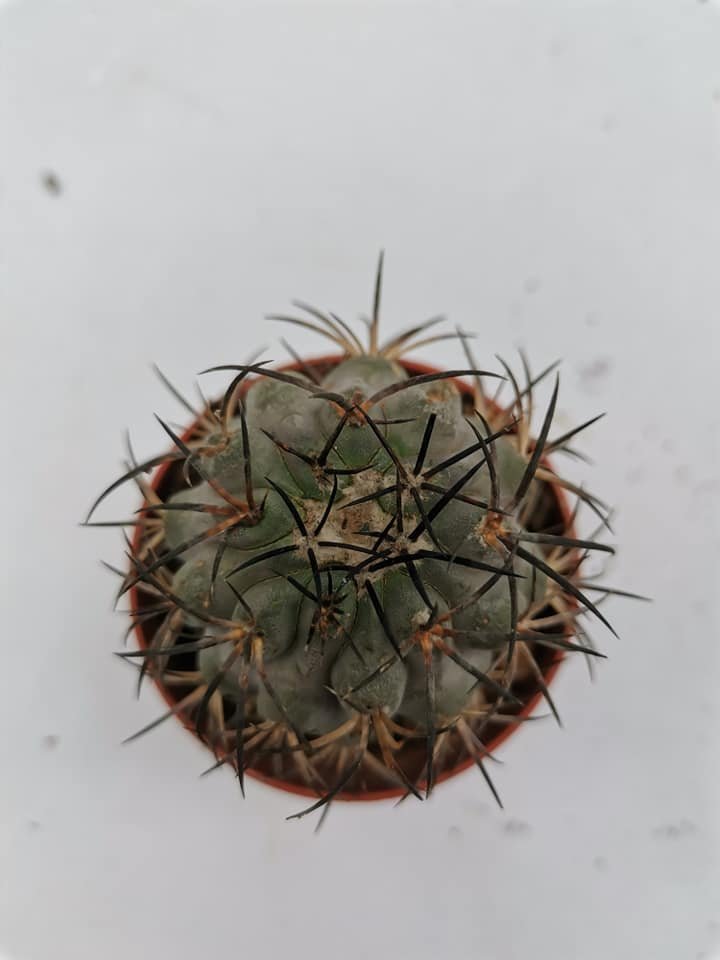 Copiapoa Griseoviolacea