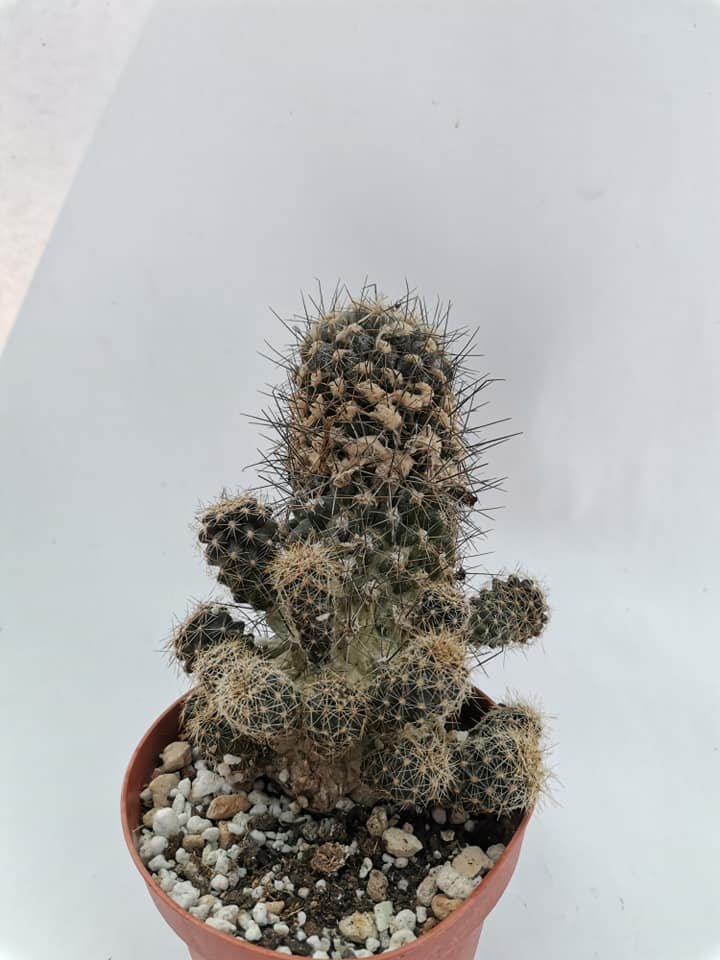 Copiapoa Montana