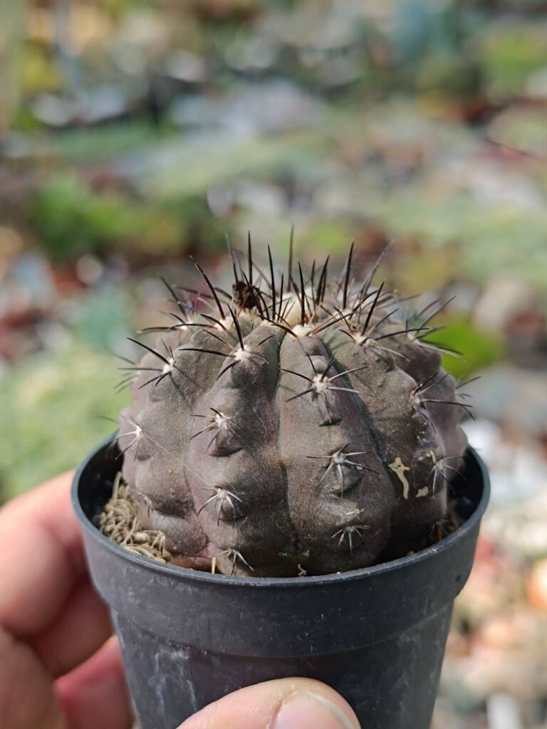 Copiapoa Sp