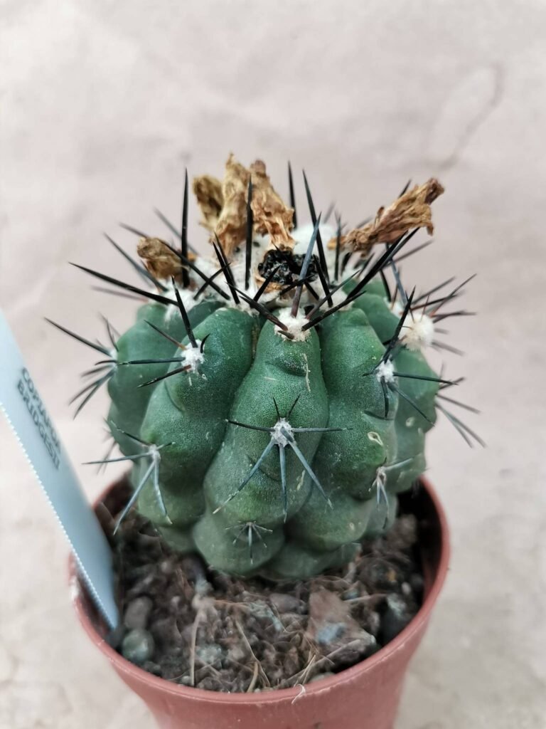 Copiapoa Bridgesii