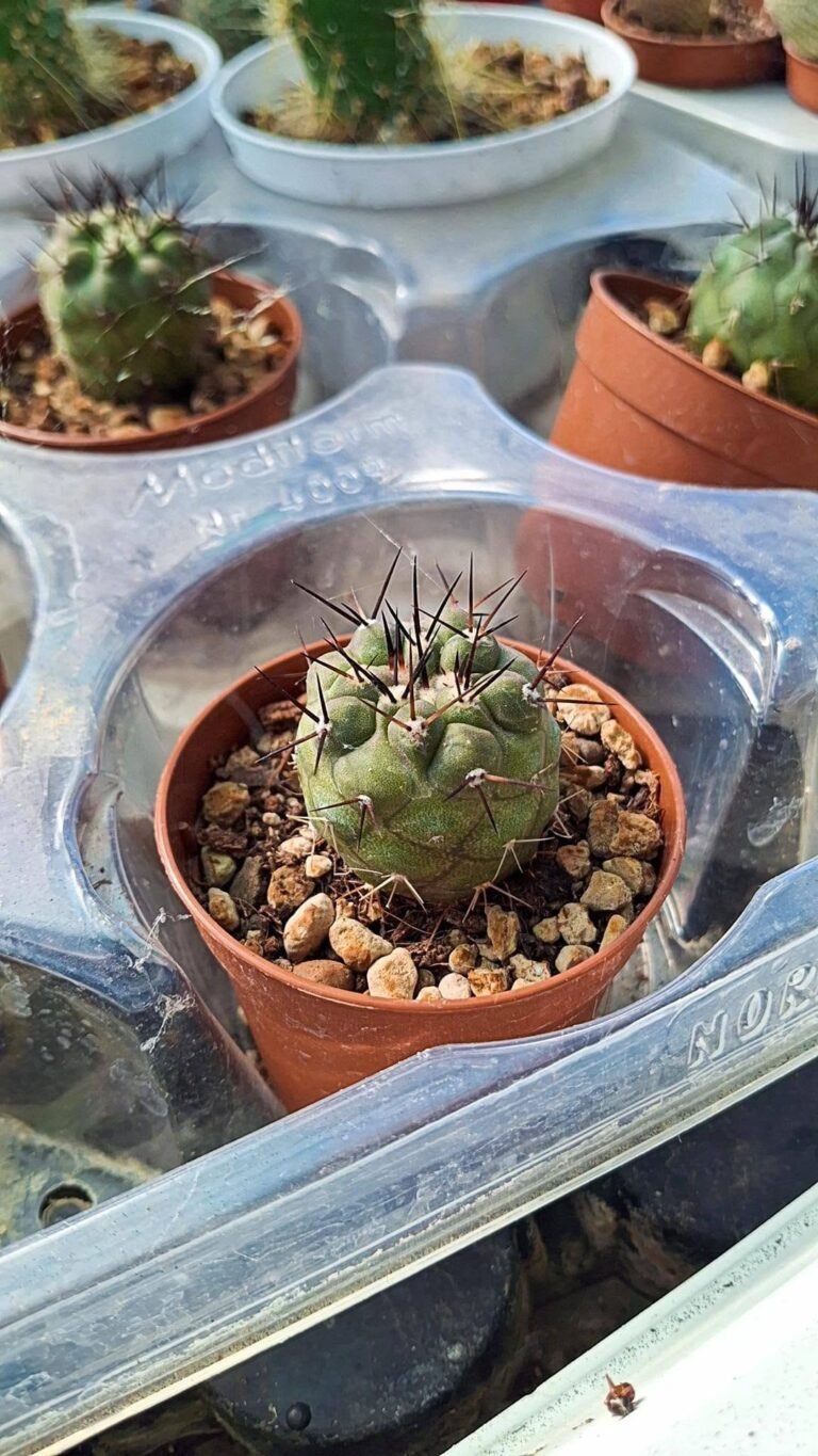 Copiapoa Cinerea