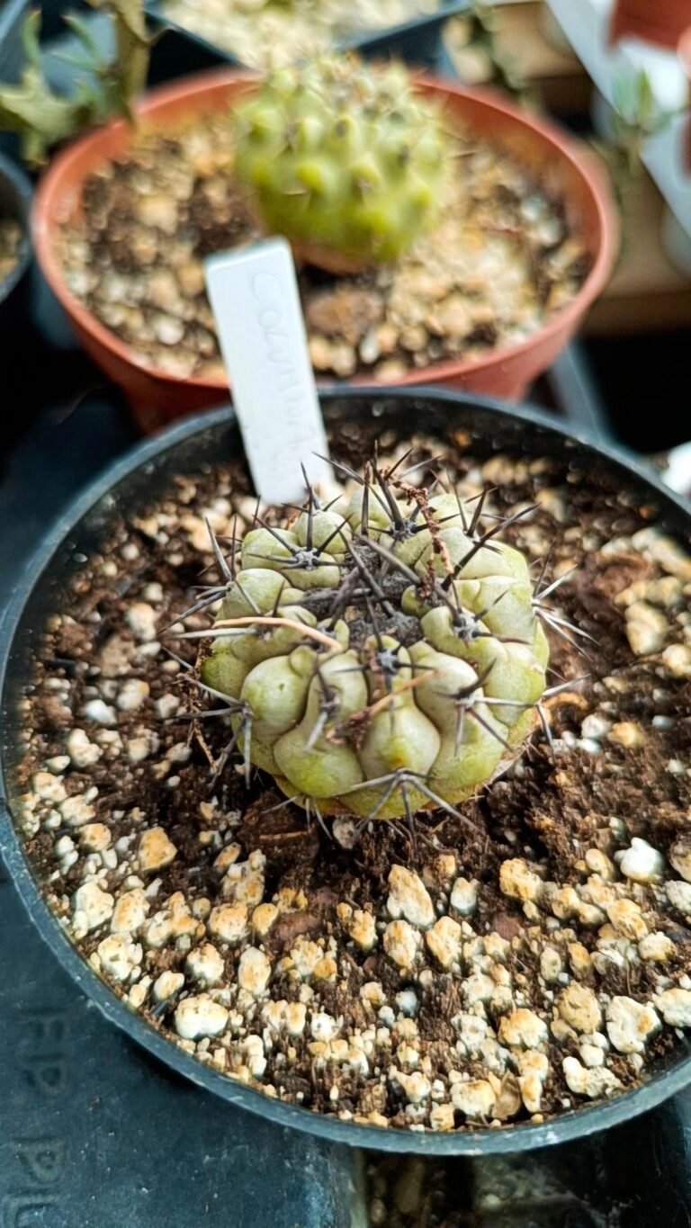 Copiapoa cinerea subs. columna-alba