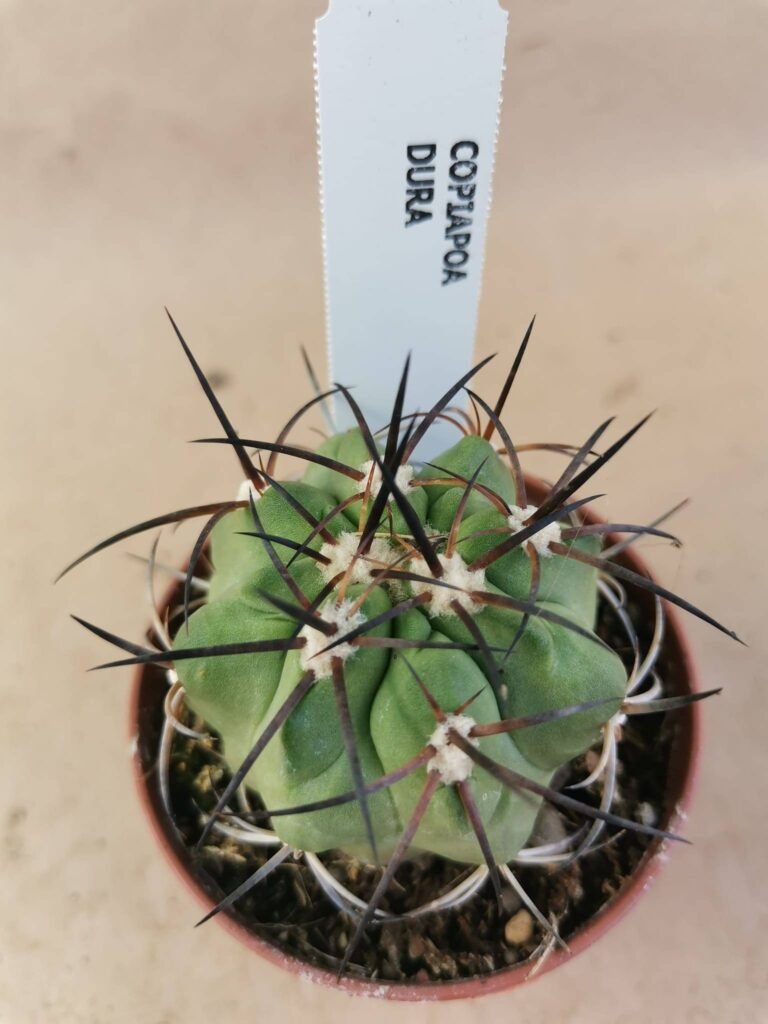Copiapoa Dura