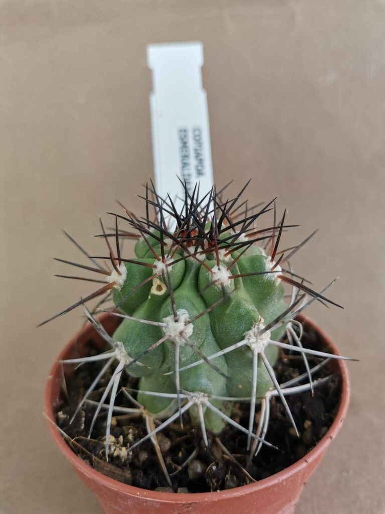 Copiapoa Esmeraldiana