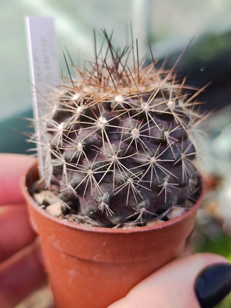 Copiapoa Humilis