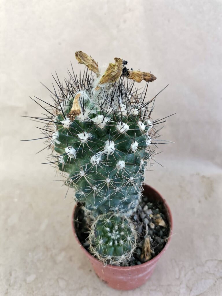 Copiapoa Montana