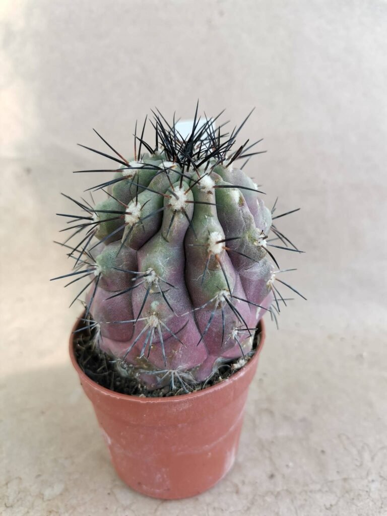 Copiapoa Montana