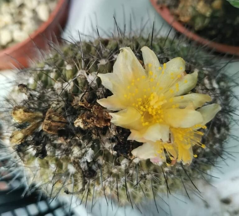 Copiapoa Montana Crestata