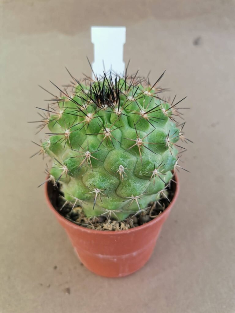 Copiapoa Paposoensis