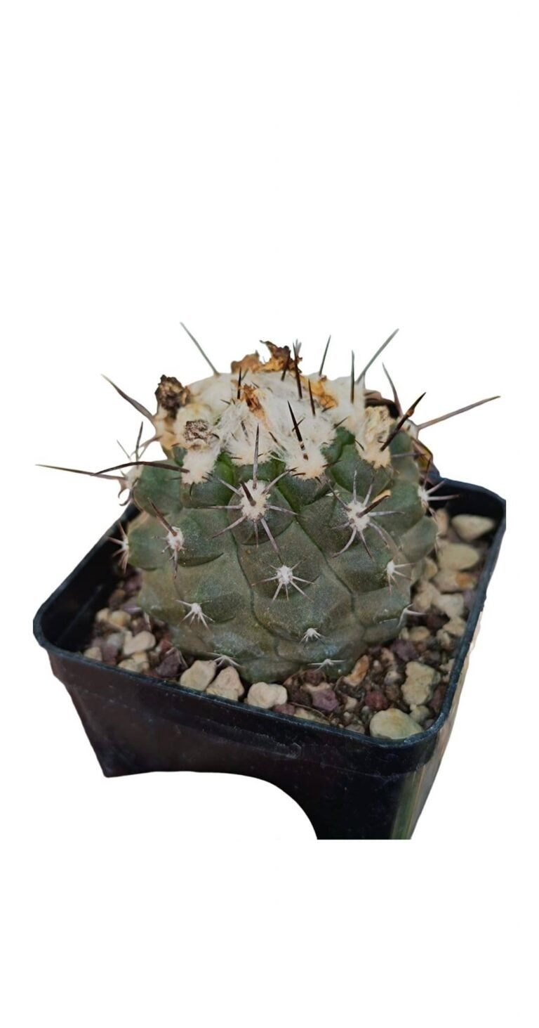Copiapoa sp