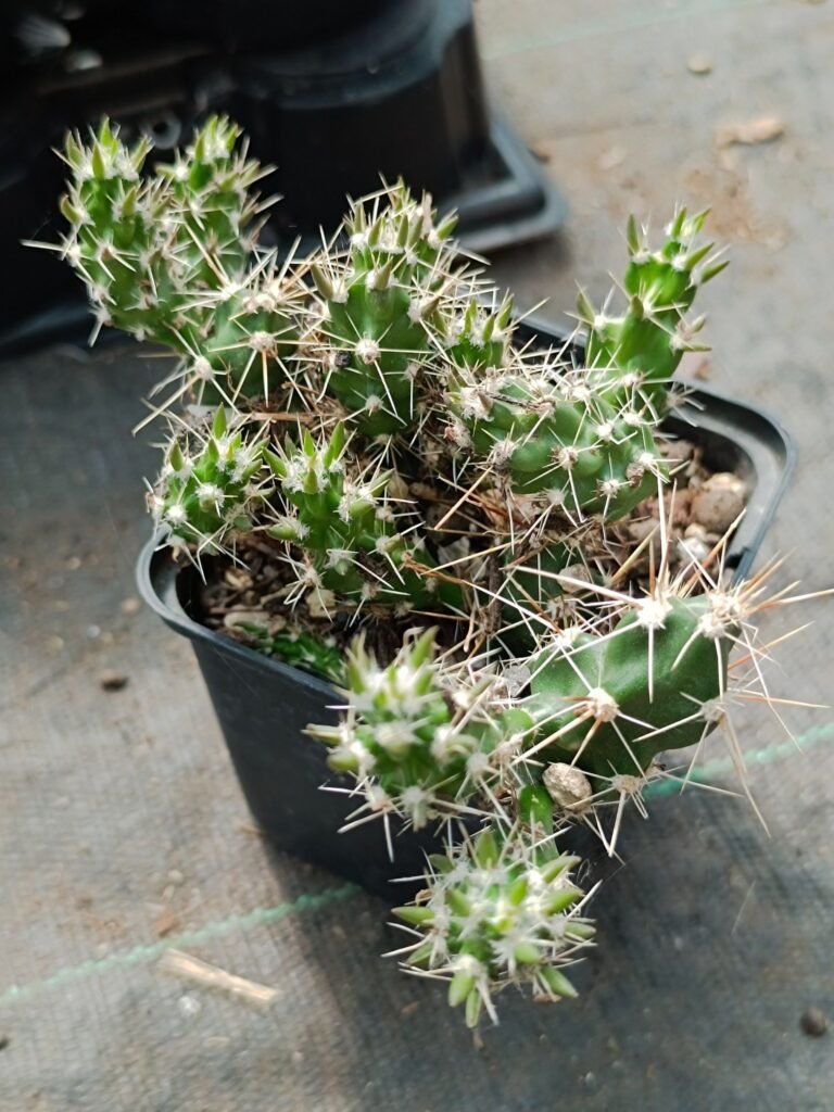 Corynopuntia Moelleri