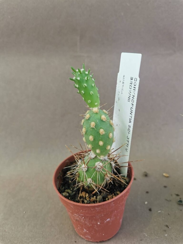 Corynopuntia Schotti v. Brownii