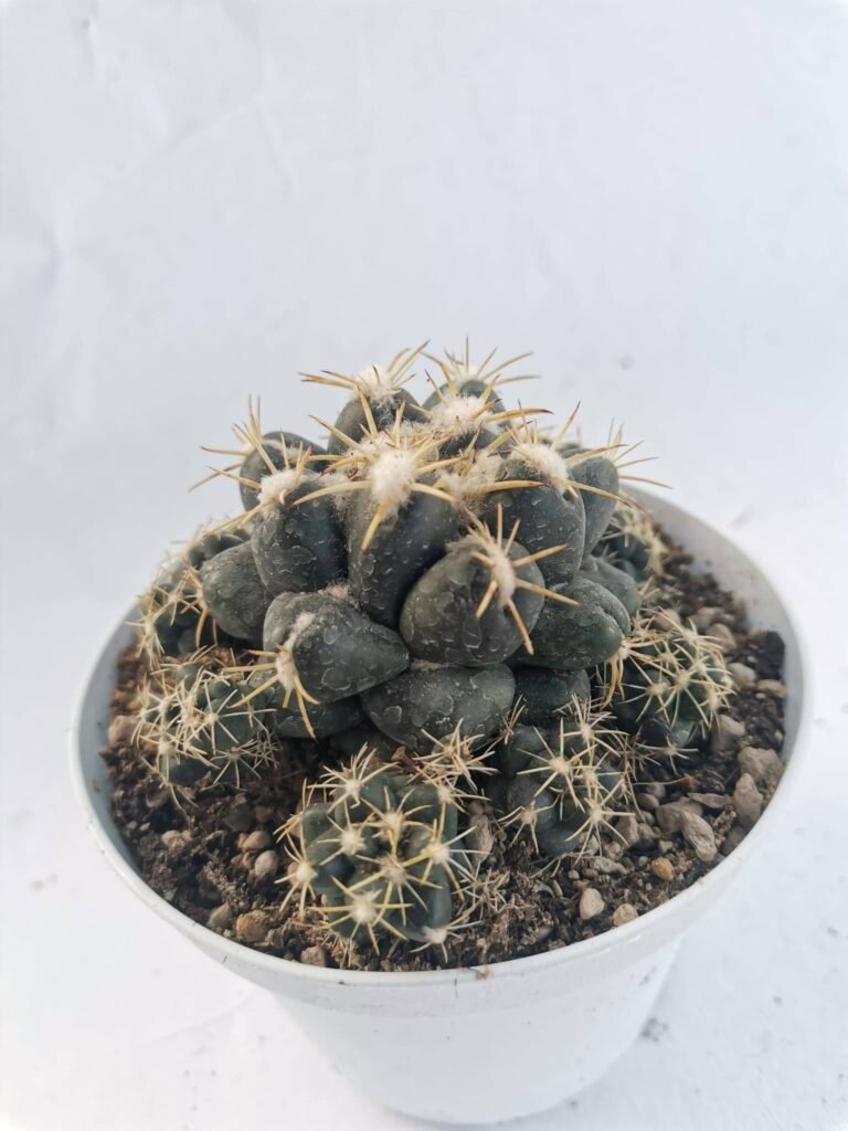 Coryphantha Andreae