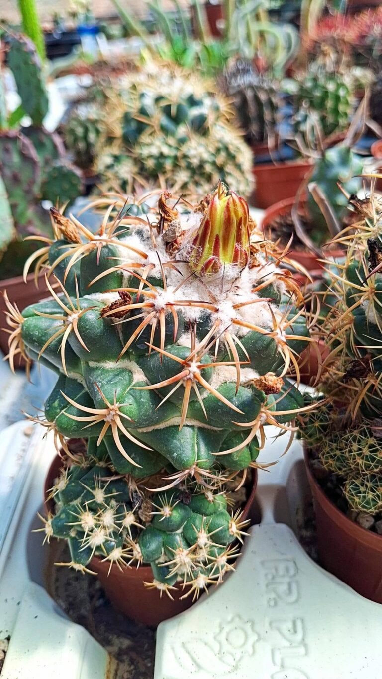 Coryphantha Bumamma