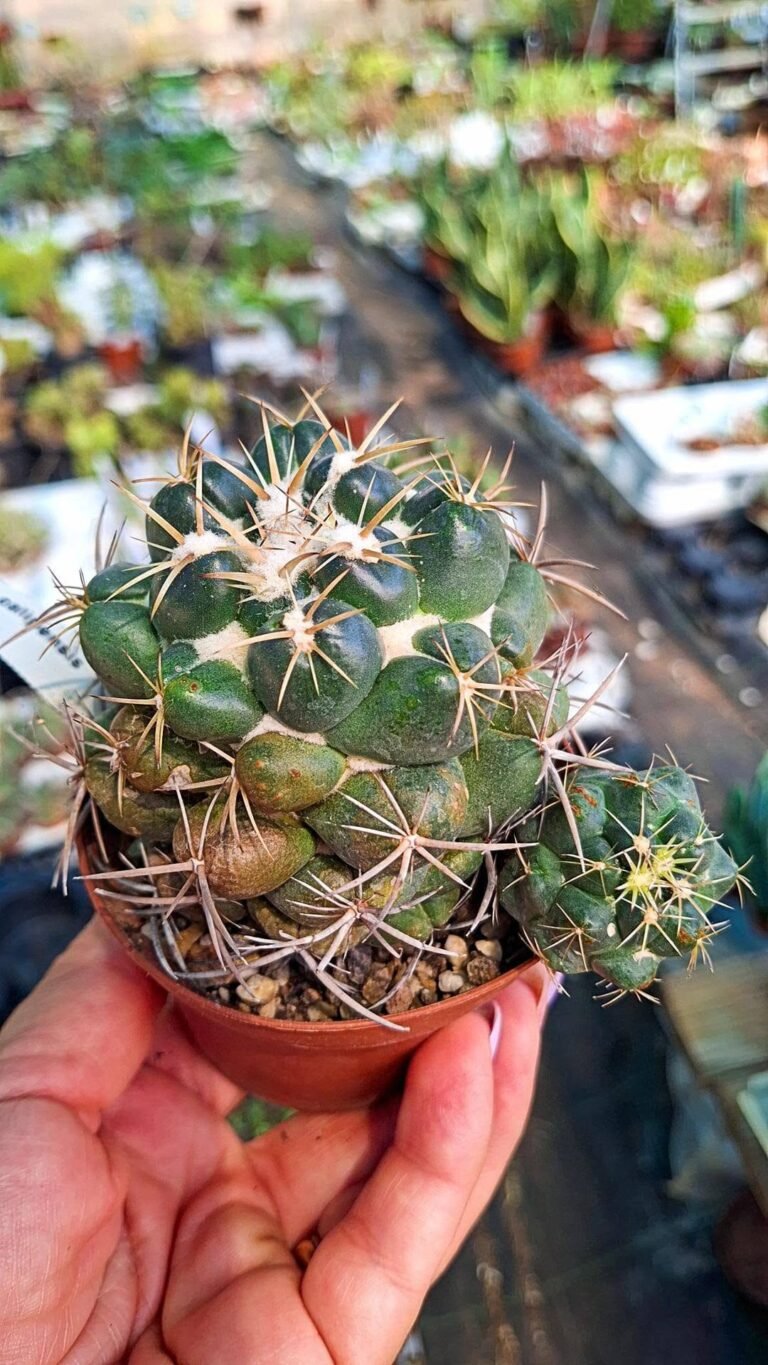 Coryphantha Calipensis