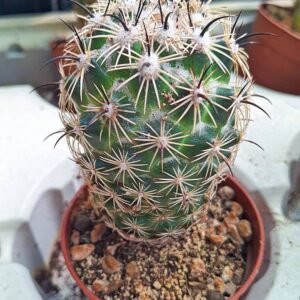 Coryphantha Cornifera