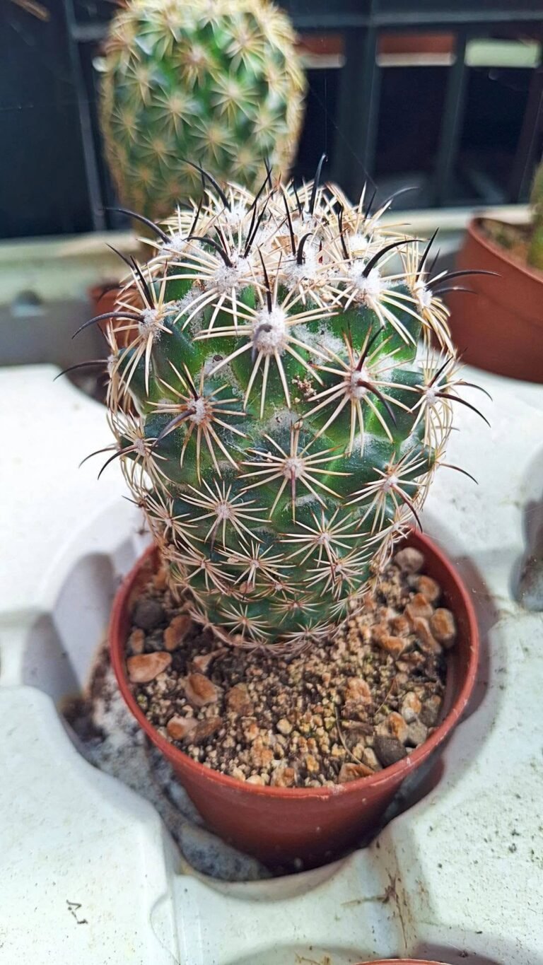 Coryphantha Cornifera