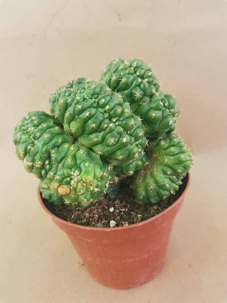 Coryphantha Elephantidens Crestata Innestata