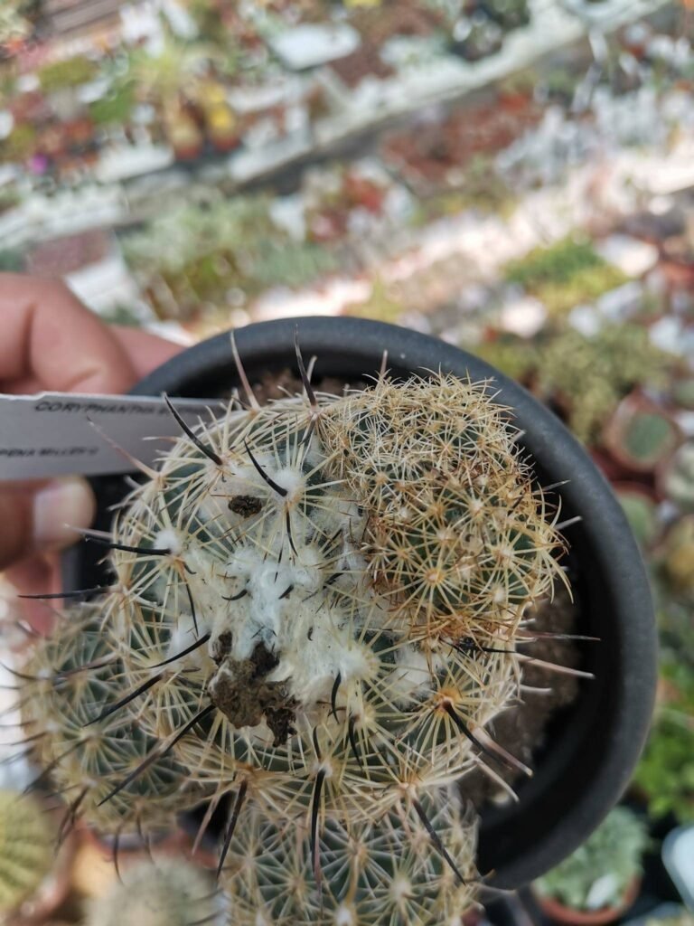 Coryphantha Kracikii f. Mostruosa