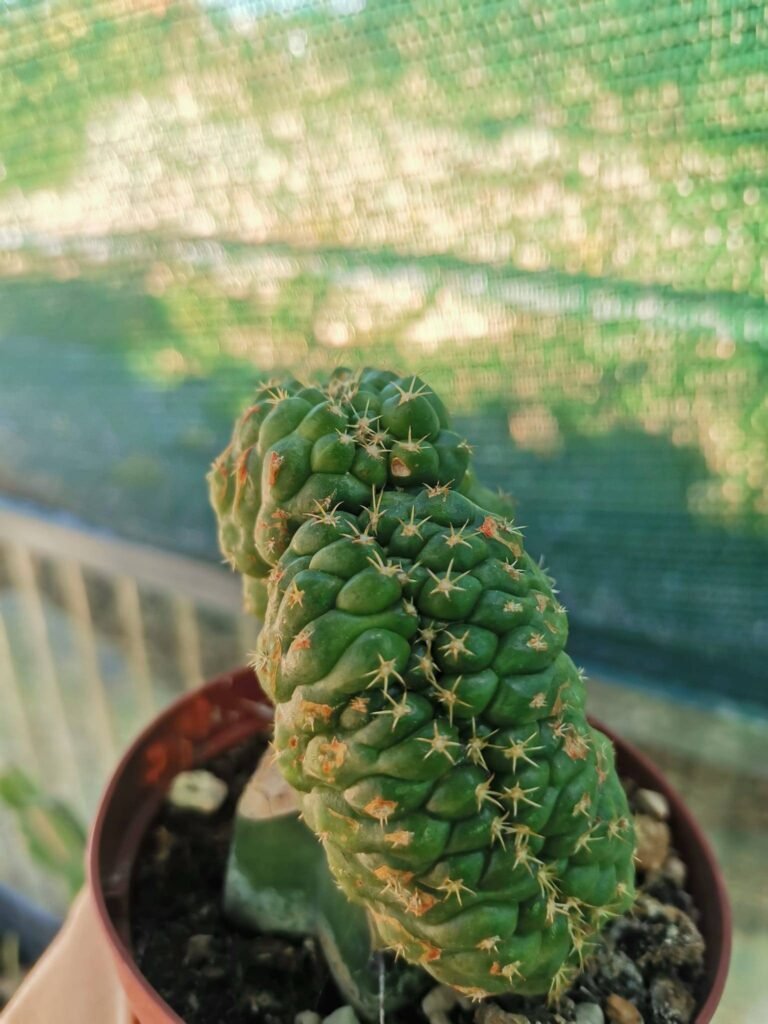 Coryphantha Crestato Innestato