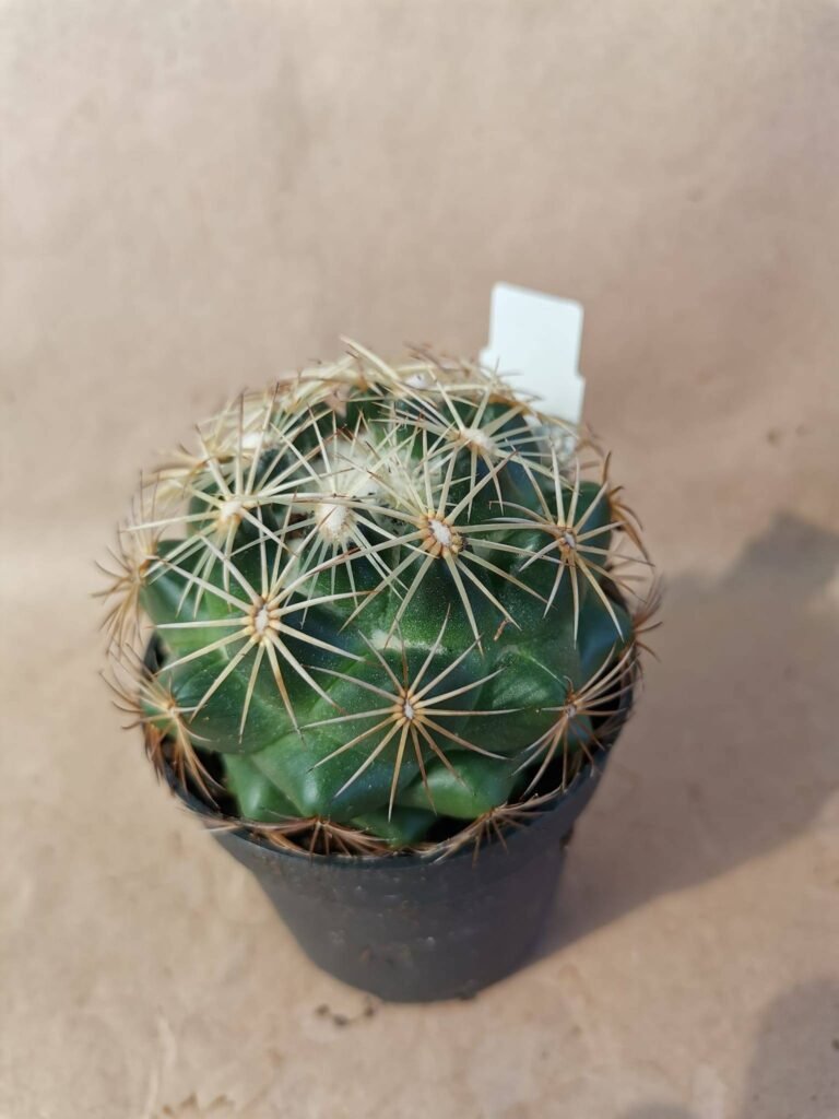 Coryphantha Radians