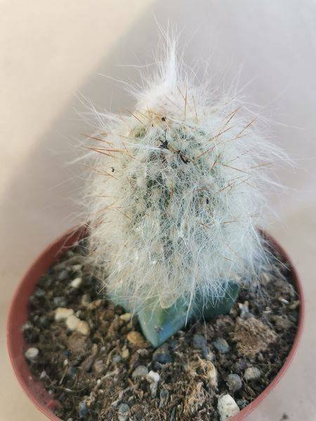Cremnocereus Albispinus Innestata