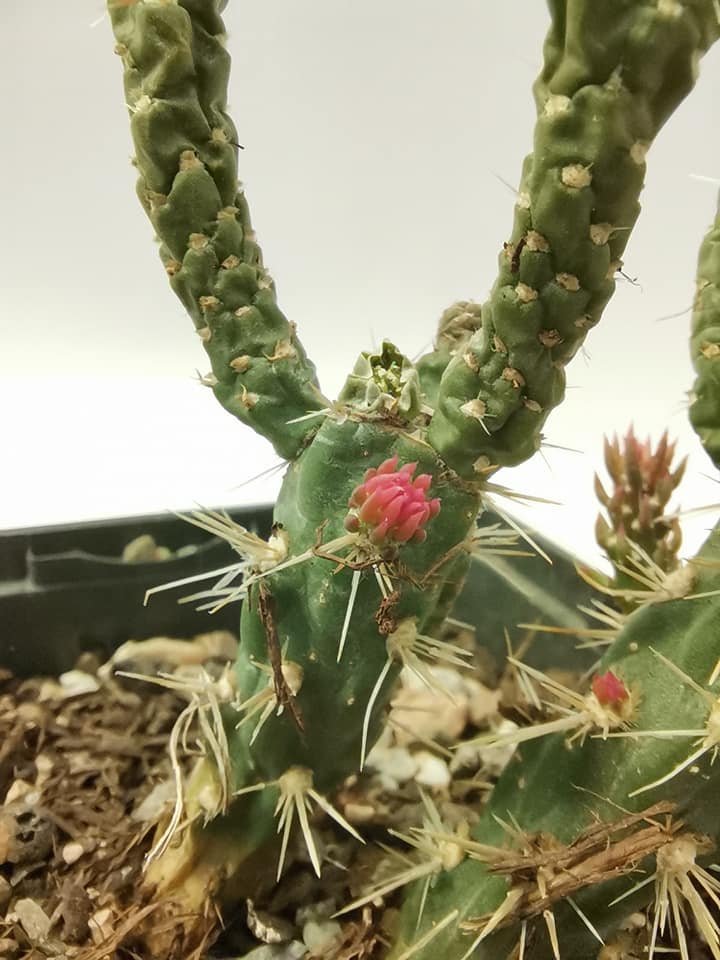 Cylindropuntia Imbricata cv Pinky