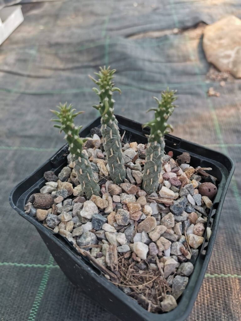 Cylindropuntia Ramosissima