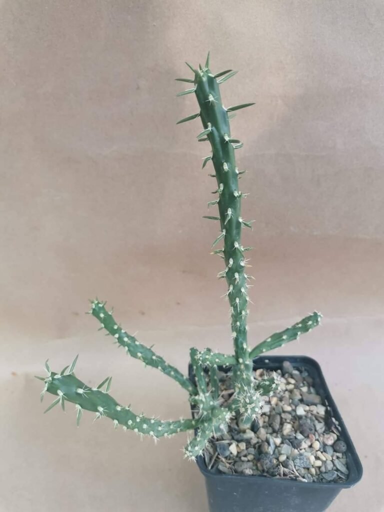 Cylindropuntia Viridiflora cv Frank