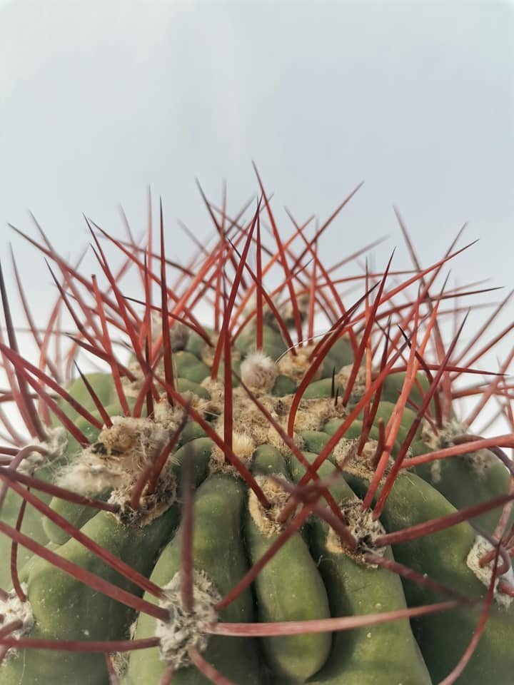 Denmoza Rhodacantha cv Orange Spine