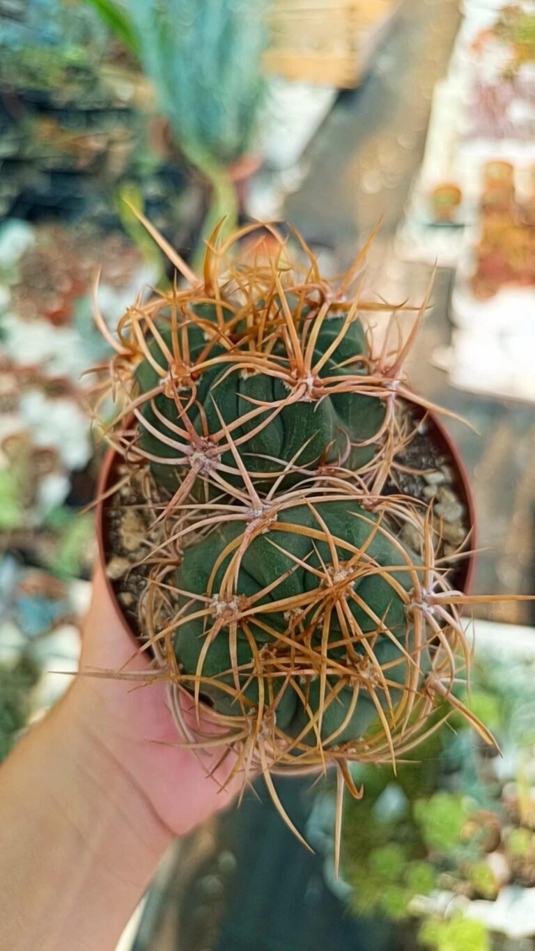 Denmoza Rhodacantha v. Diamantina