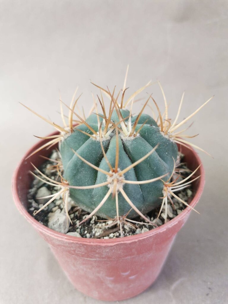 Denmoza Rhodacantha v. Diamantina