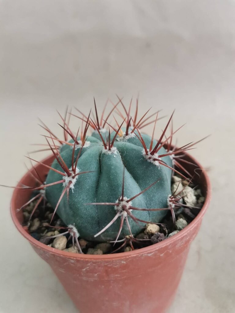 Denmoza Rhodacantha v. Orange spine