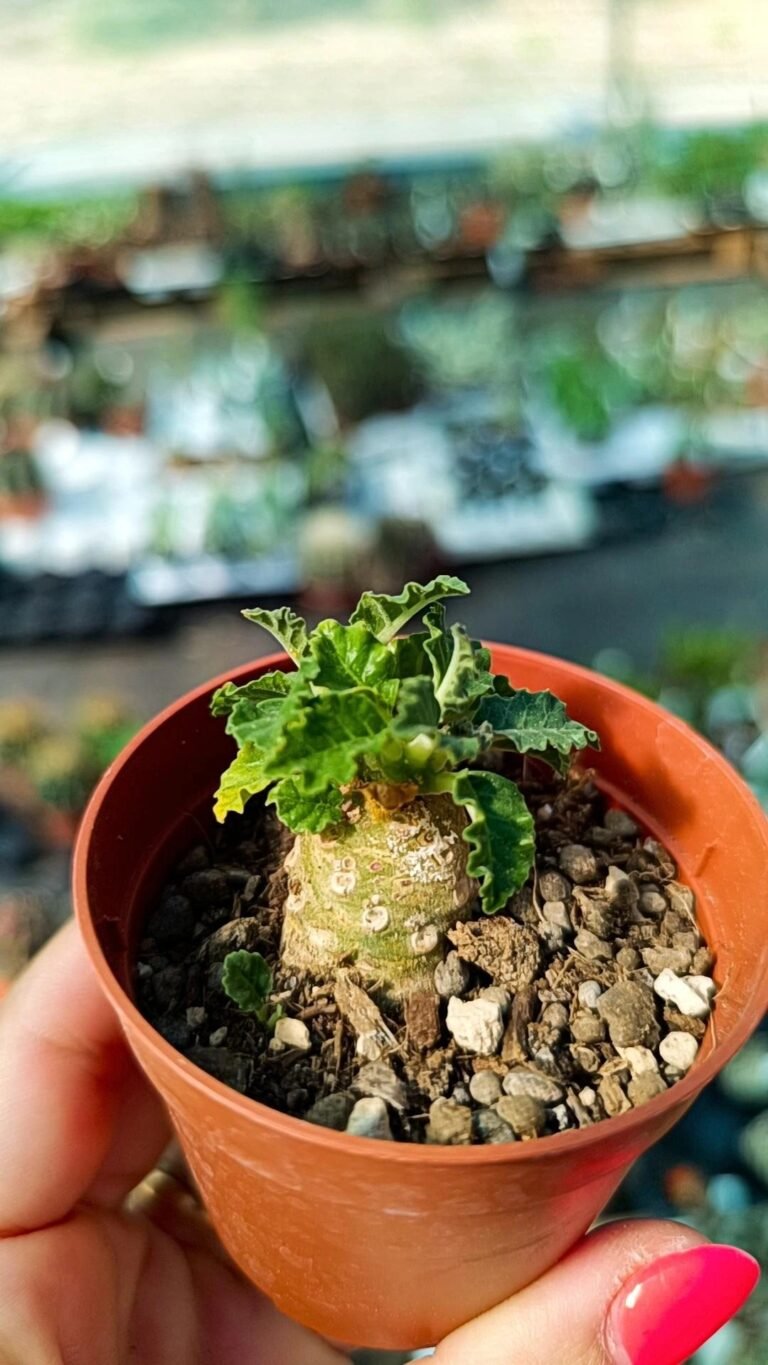 Dorstenia Lavrani